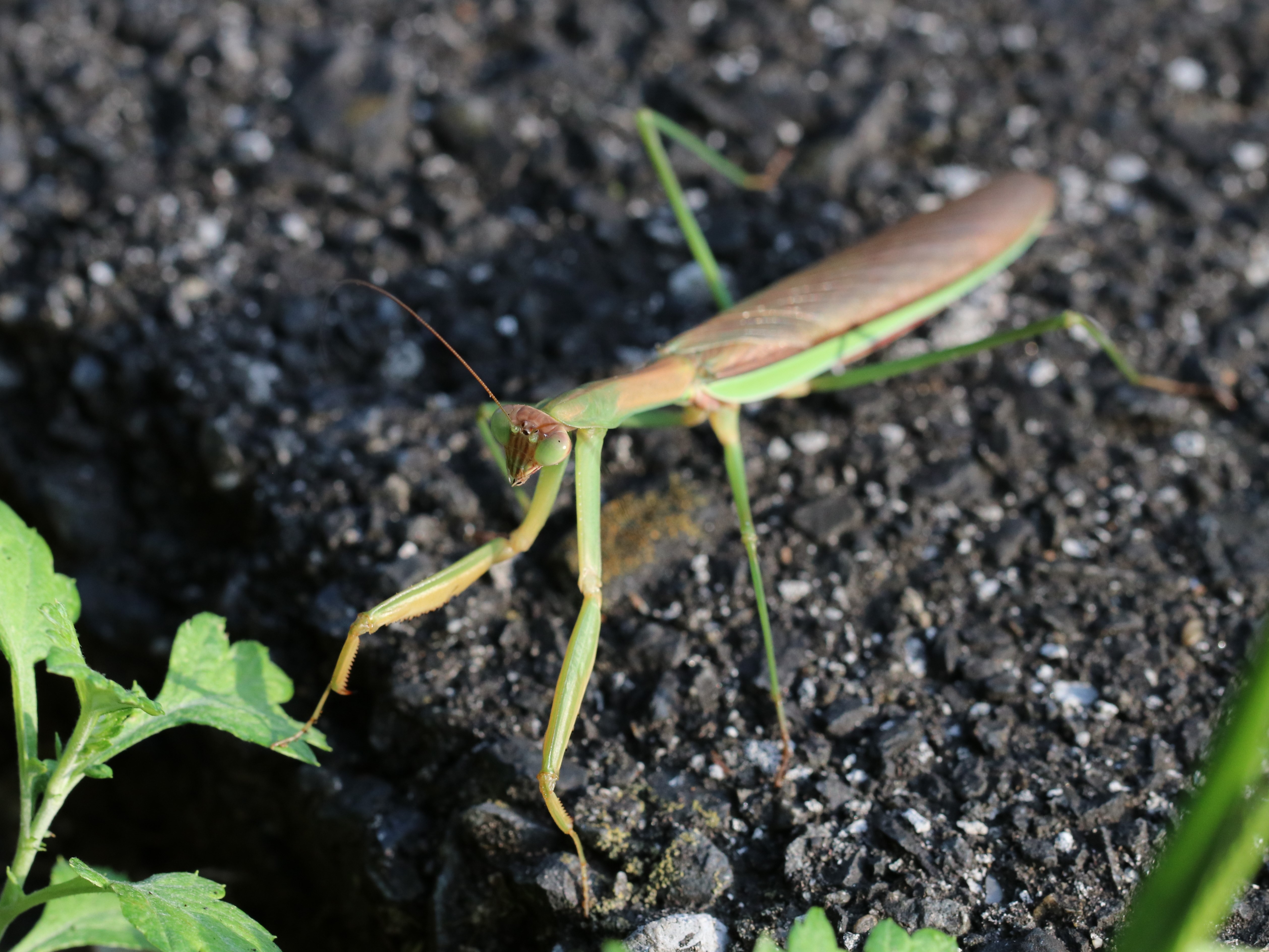 photo_4